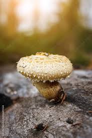 Attēlu rezultāti vaicājumam “Lentinus lepideus”