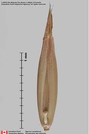 Attēlu rezultāti vaicājumam “Avena sativa fruit”