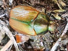 Attēlu rezultāti vaicājumam “Anomala dubia”