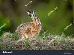 Attēlu rezultāti vaicājumam “Lepus europaeus”