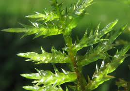 Attēlu rezultāti vaicājumam “Calliergonella cuspidata”