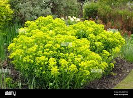 Attēlu rezultāti vaicājumam “Euphorbia palustris flower”