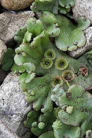 Image result for Marchantia polymorpha