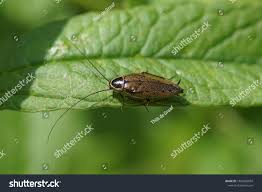 Attēlu rezultāti vaicājumam “Ectobius sylvestris”