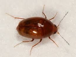 Attēlu rezultāti vaicājumam “Scaphisoma sp.”