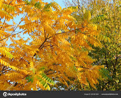 Attēlu rezultāti vaicājumam “Juglans mandshurica leaf”