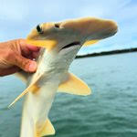 Image result for Sphyrna corona