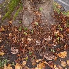 Attēlu rezultāti vaicājumam “Amaurochaete sp.”