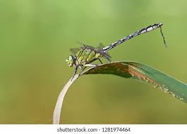 Attēlu rezultāti vaicājumam “Ophiogomphus cecilia”