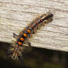 Attēlu rezultāti vaicājumam “Orgyia antiqua”