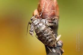 Attēlu rezultāti vaicājumam “Operophtera”