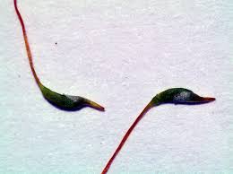 Attēlu rezultāti vaicājumam “Homomallium incurvatum sporophyte”