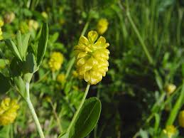 Attēlu rezultāti vaicājumam “Trifolium aureum leaf”