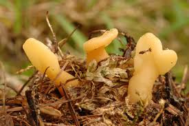 Attēlu rezultāti vaicājumam “Spathularia flavida”