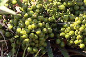 Attēlu rezultāti vaicājumam “Betula humilis fruit”