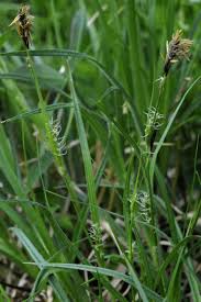 Attēlu rezultāti vaicājumam “Carex hirta”