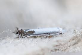 Attēlu rezultāti vaicājumam “Lyonetiidae”