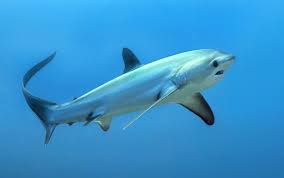 Image result for Alopias vulpinus