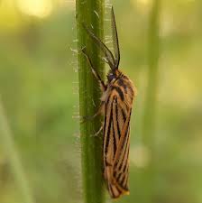 Attēlu rezultāti vaicājumam “Spiris striata”