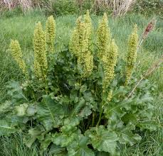 Attēlu rezultāti vaicājumam “Rumex confertus”