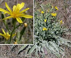 Attēlu rezultāti vaicājumam “Crepis paludosa fruit”