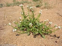 Attēlu rezultāti vaicājumam “Cakile maritima subsp. baltica flower”