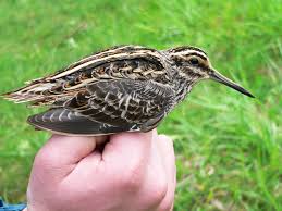 Image result for Lymnocryptes minimus