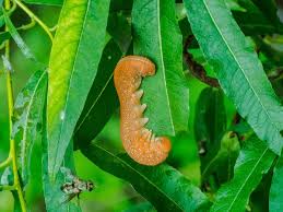 Attēlu rezultāti vaicājumam “Cimbex luteus”