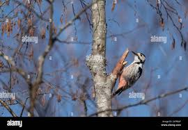Attēlu rezultāti vaicājumam “Dendrocopos leucotos female”