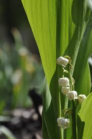 Attēlu rezultāti vaicājumam “Convallaria majalis”