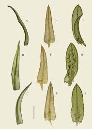 Attēlu rezultāti vaicājumam “Cinclidotus danubicus cells”