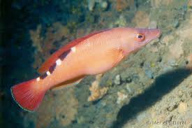 Image result for Labrus mixtus