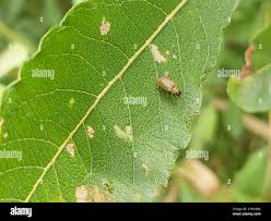Attēlu rezultāti vaicājumam “Lochmaea caprea”