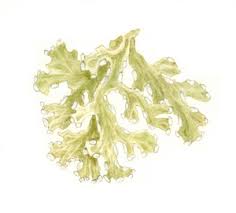 Attēlu rezultāti vaicājumam “Ramalina pollinaria”