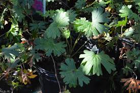 Attēlu rezultāti vaicājumam “Geranium sanguineum leaf”