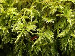 Attēlu rezultāti vaicājumam “Eurhynchium praelongum”