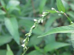 Attēlu rezultāti vaicājumam “Persicaria hydropiper”