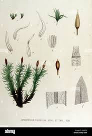 Attēlu rezultāti vaicājumam “Orthotrichum patens”