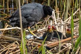 Attēlu rezultāti vaicājumam “Fulica atra eggs”