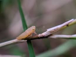 Attēlu rezultāti vaicājumam “Cicadella viridis female”