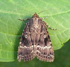 Attēlu rezultāti vaicājumam “Amphipyra”