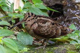 Attēlu rezultāti vaicājumam “Scolopax rusticola”