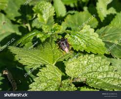 Attēlu rezultāti vaicājumam “Pinthaeus sanguinipes”