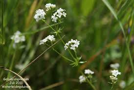 Attēlu rezultāti vaicājumam “Galium uliginosum”