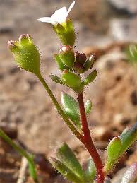 Attēlu rezultāti vaicājumam “Saxifraga tridactylites flower”