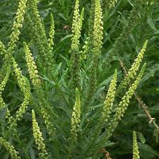 Image result for Reseda luteola