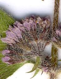 Attēlu rezultāti vaicājumam “Mentha x verticillata leaf”