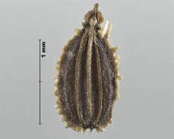 Attēlu rezultāti vaicājumam “Daucus carota subsp. carota”