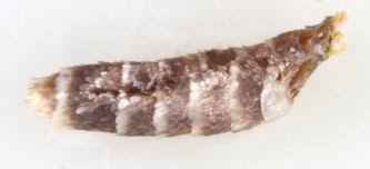 Attēlu rezultāti vaicājumam “Argyresthia spinosella”