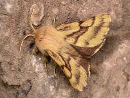 Attēlu rezultāti vaicājumam “Malacosoma castrensis”